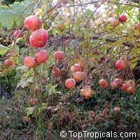 Pomegranate fruit tree variety Salavatski, Punica granatum

Click to see full-size image