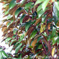 Chrysophyllum cainito, Achras caimito, Caimito, Star Apple, Satin Leaf