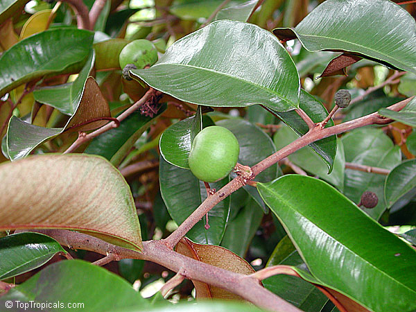 Chrysophyllum cainito, Achras caimito, Caimito, Star Apple, Satin Leaf ...