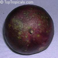 Chrysophyllum cainito, Achras caimito, Caimito, Star Apple, Satin Leaf