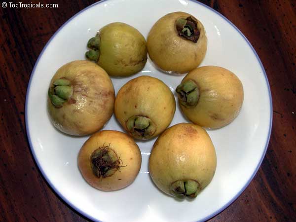 Syzygium jambos, Eugenia jambos, Jambosa jambos, Rose apple, Malabar Plum, Pomme rosa