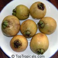 Syzygium jambos, Eugenia jambos, Jambosa jambos, Rose apple, Malabar Plum, Pomme rosa

Click to see full-size image