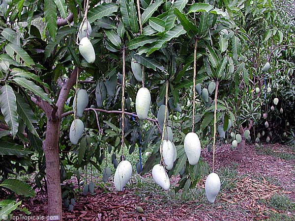 Mango tree Okrung, Grafted (Mangifera indica)