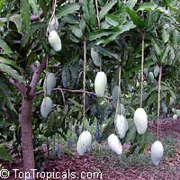 Mango tree Okrung, Grafted (Mangifera indica)

Click to see full-size image