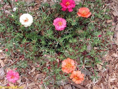 Portulaca grandiflora, Moss rose, Perslane, Purslane
