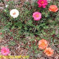 Portulaca grandiflora, Moss rose, Perslane, Purslane

Click to see full-size image