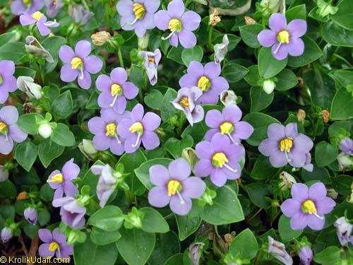 Exacum affine, Persian Violet