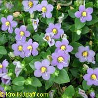 Exacum affine, Persian Violet

Click to see full-size image