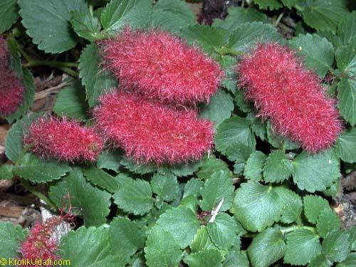 Acalypha hispaniolae, Acalypha pendula, Strawberry Firetails, Dwarf Cat Tails, Kitten's Tail, Trailing Acalypha, Firetail Chenille Plant
