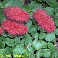 Acalypha hispaniolae, Acalypha pendula, Strawberry Firetails, Dwarf Cat Tails, Kitten's Tail, Trailing Acalypha, Firetail Chenille Plant

Click to see full-size image