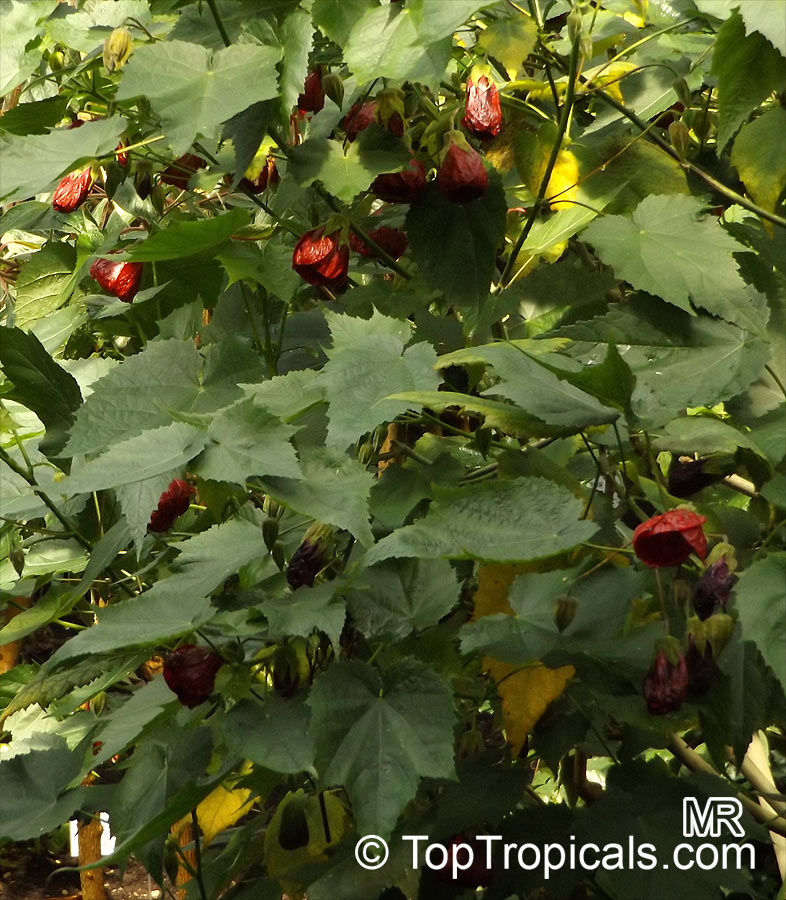 Abutilon x hybridum, Flowering Maple, Weeping Maple,Chinese Lantern. Abutilon 'Ashford Red'