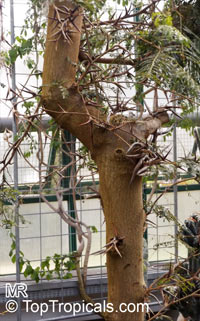Vachellia cornigera, Acacia cornigera, Bullhorn Acacia

Click to see full-size image