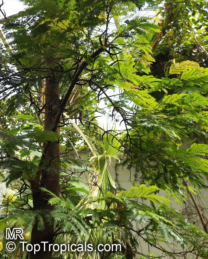 Vachellia cornigera, Acacia cornigera, Bullhorn Acacia