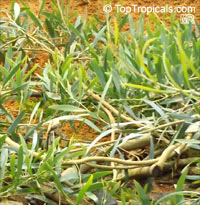 Acacia redolens, Trailing Acacia, Bank Catclaw

Click to see full-size image