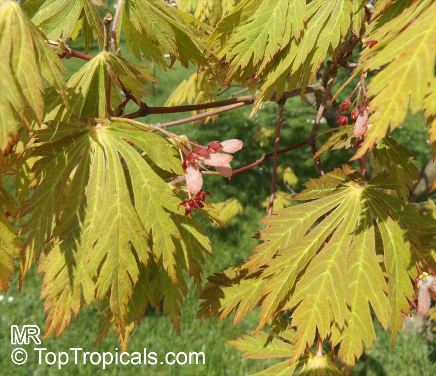 Acer japonicum, Amur maple, Downy Japanese maple, Fullmoon maple. Acer japonicum 'Aconitifolium'