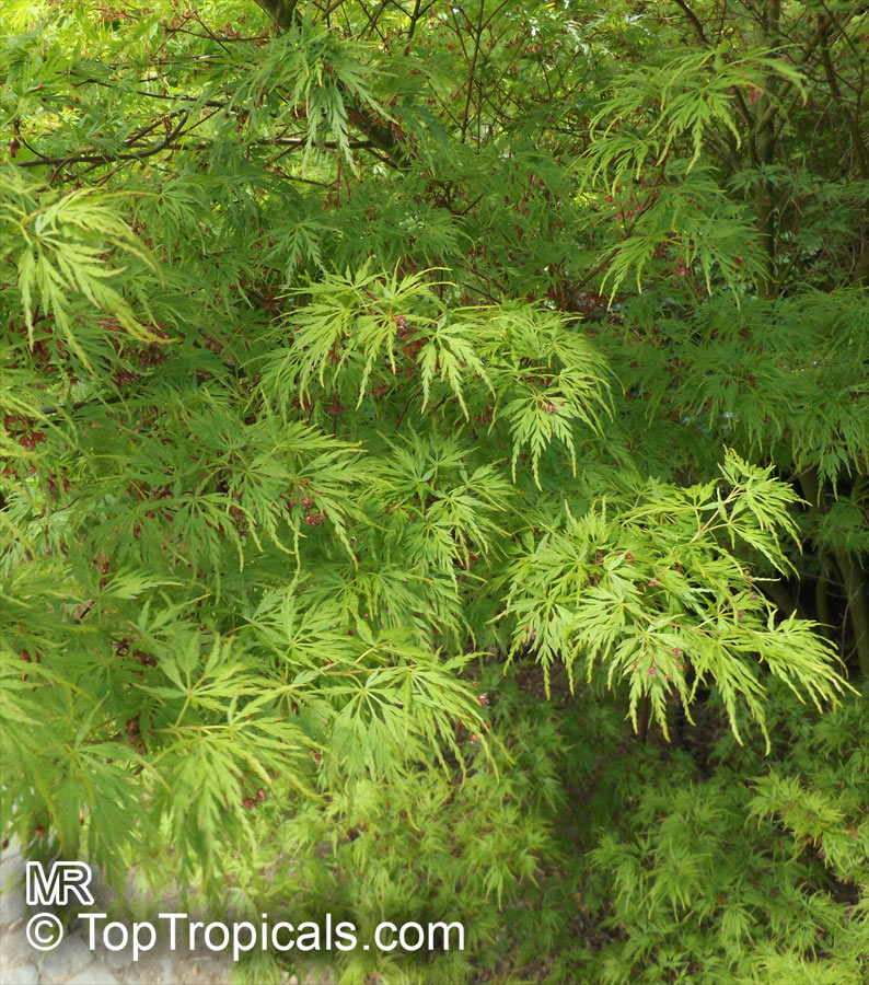 Acer palmatum, Japanese maple, Palmate maple, Smooth Japanese maple. Acer palmatum 'Seiryu'