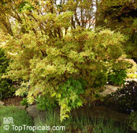 Acer sp., Red Maple, Soft Maple