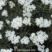 Achillea sp., Yarrow, Thousand-leaf, Milfoil, Sneezewort, Soldier's Friend

Click to see full-size image