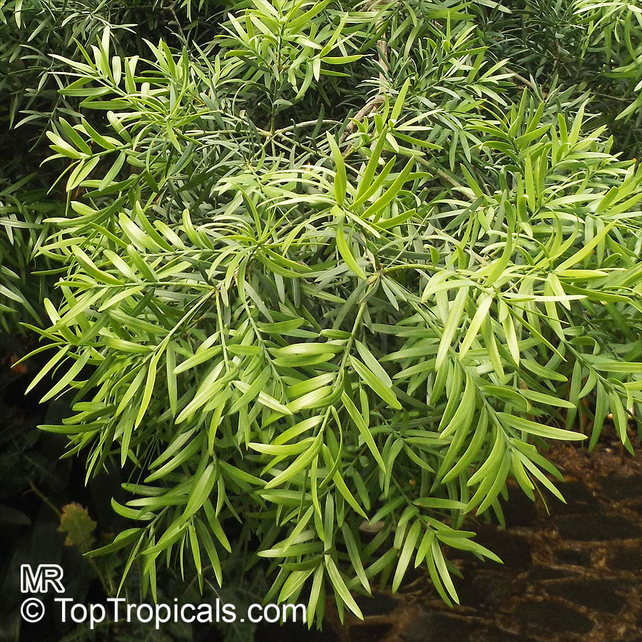 Afrocarpus gracilior, Podocarpus gracilior, African Fern Pine