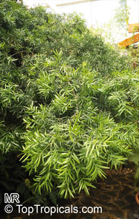 Afrocarpus gracilior, Podocarpus gracilior, African Fern Pine

Click to see full-size image