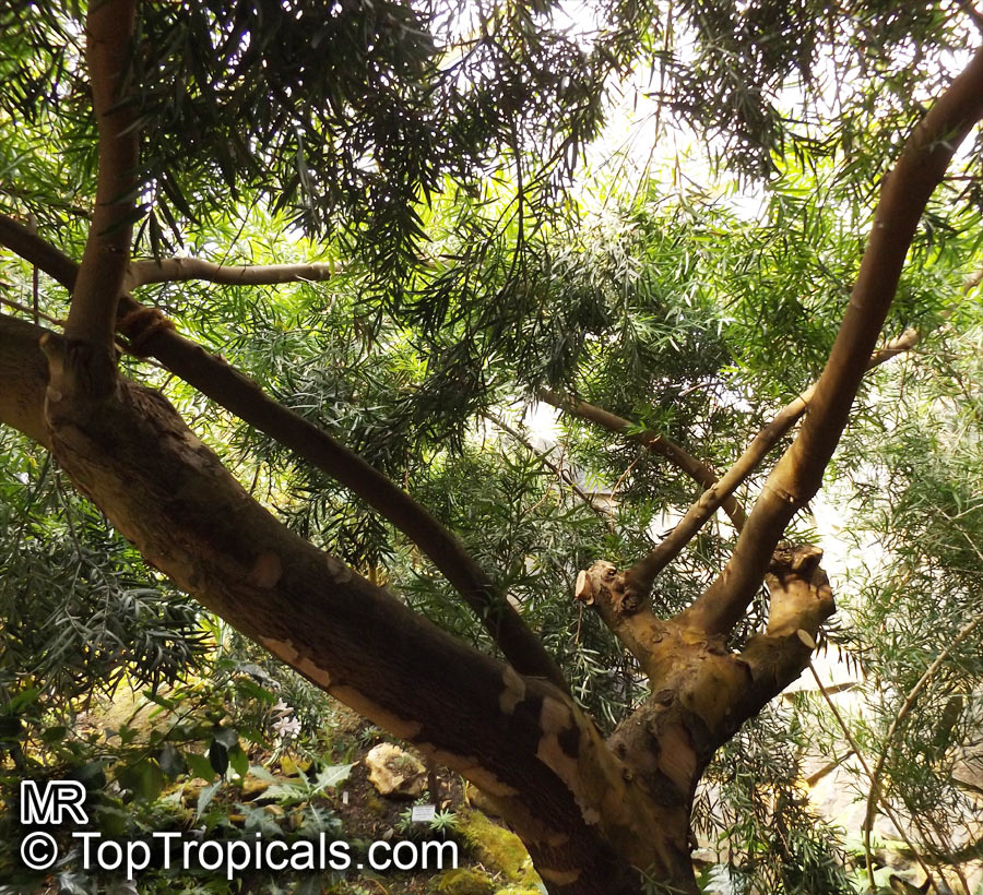 Afrocarpus gracilior, Podocarpus gracilior, African Fern Pine
