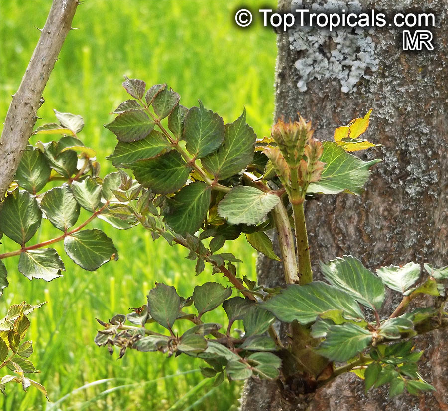 Aralia spinosa, Devil's Walkingstick, Angelica Tree