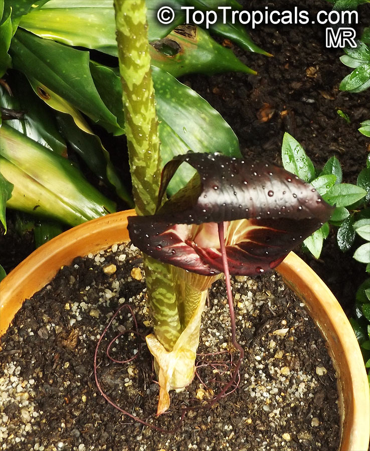 Arisaema speciosum, Cobra Lily, Double Whip Cobra Lily