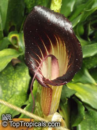 Arisaema speciosum, Cobra Lily, Double Whip Cobra Lily

Click to see full-size image