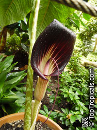 Arisaema speciosum, Cobra Lily, Double Whip Cobra Lily

Click to see full-size image