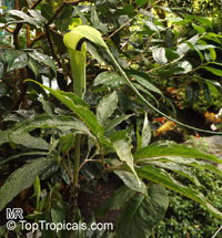 Arisaema tortuosum, Arum tortuosum, Whipcord Cobra Lily, Jack in the pulpit

Click to see full-size image