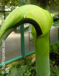 Arisaema tortuosum - seeds

Click to see full-size image