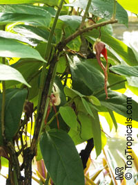 Aristolochia tricaudata, Isotrema tricaudata, Aristolochia, Three-tailed Pipe Flower

Click to see full-size image