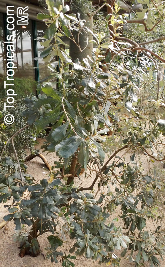 Banksia integrifolia, Coast Banksia, Coast Honeysuckle. Immature tree