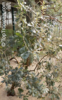 Banksia integrifolia, Coast Banksia, Coast Honeysuckle. Immature tree
