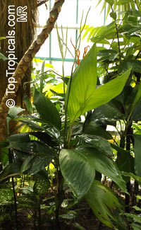 Chamaedorea sp., Chamaedorea

Click to see full-size image