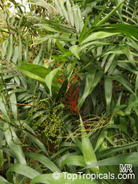 Chamaedorea sp., Chamaedorea

Click to see full-size image