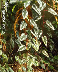 Cissus discolor, Vitis discolor, Rex Begonia Vine, Painted Cissus, Tapestry Vine 

Click to see full-size image