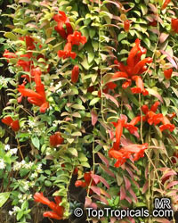 Columnea sp., Flying Goldfish Plant

Click to see full-size image