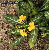 Crossandra pungens, Firecracker Plant, Firecracker Flower

Click to see full-size image