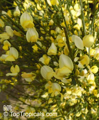 Cytisus x praecox, Scotch Broom, Warminster Broom 

Click to see full-size image