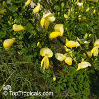 Cytisus scoparius, Sarothamnus scoparius, Scotch Broom, Common Broom

Click to see full-size image