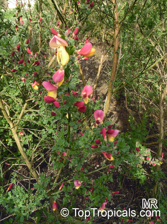 Cytisus scoparius, Sarothamnus scoparius, Scotch Broom, Common Broom