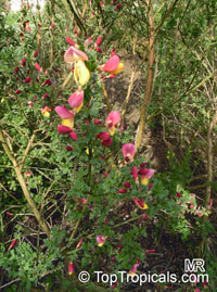 Cytisus scoparius, Sarothamnus scoparius, Scotch Broom, Common Broom

Click to see full-size image