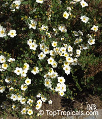 Dasiphora fruticosa, Potentilla fruticosa, Shrubby Cinquefoil