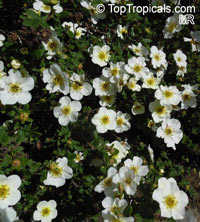 Dasiphora fruticosa, Potentilla fruticosa, Shrubby Cinquefoil

Click to see full-size image