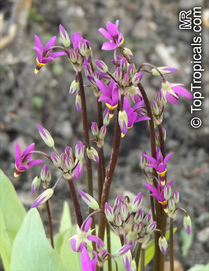 Dodecatheon meadia, Shooting Star, Pride of Ohio, Roosterheads, Prairie Pointers