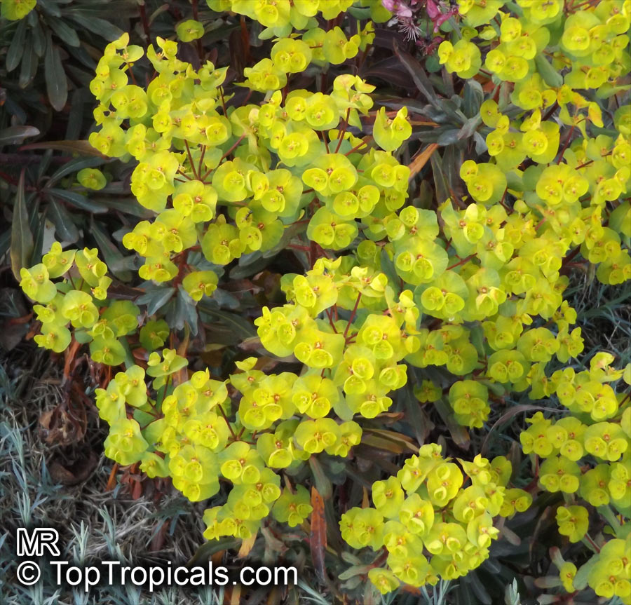 Euphorbia characias, Bush Spurge