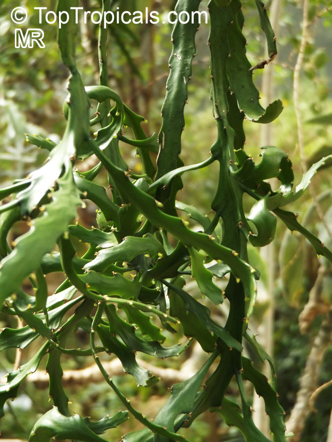 Euphorbia ramipressa, Tree Euphorbia