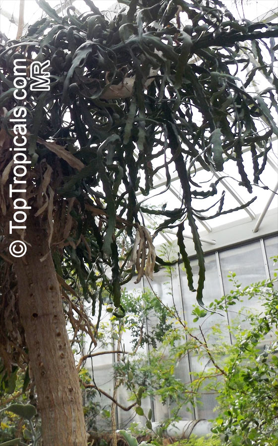 Euphorbia ramipressa, Tree Euphorbia