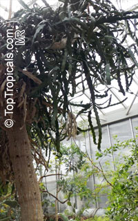 Euphorbia ramipressa, Tree Euphorbia

Click to see full-size image